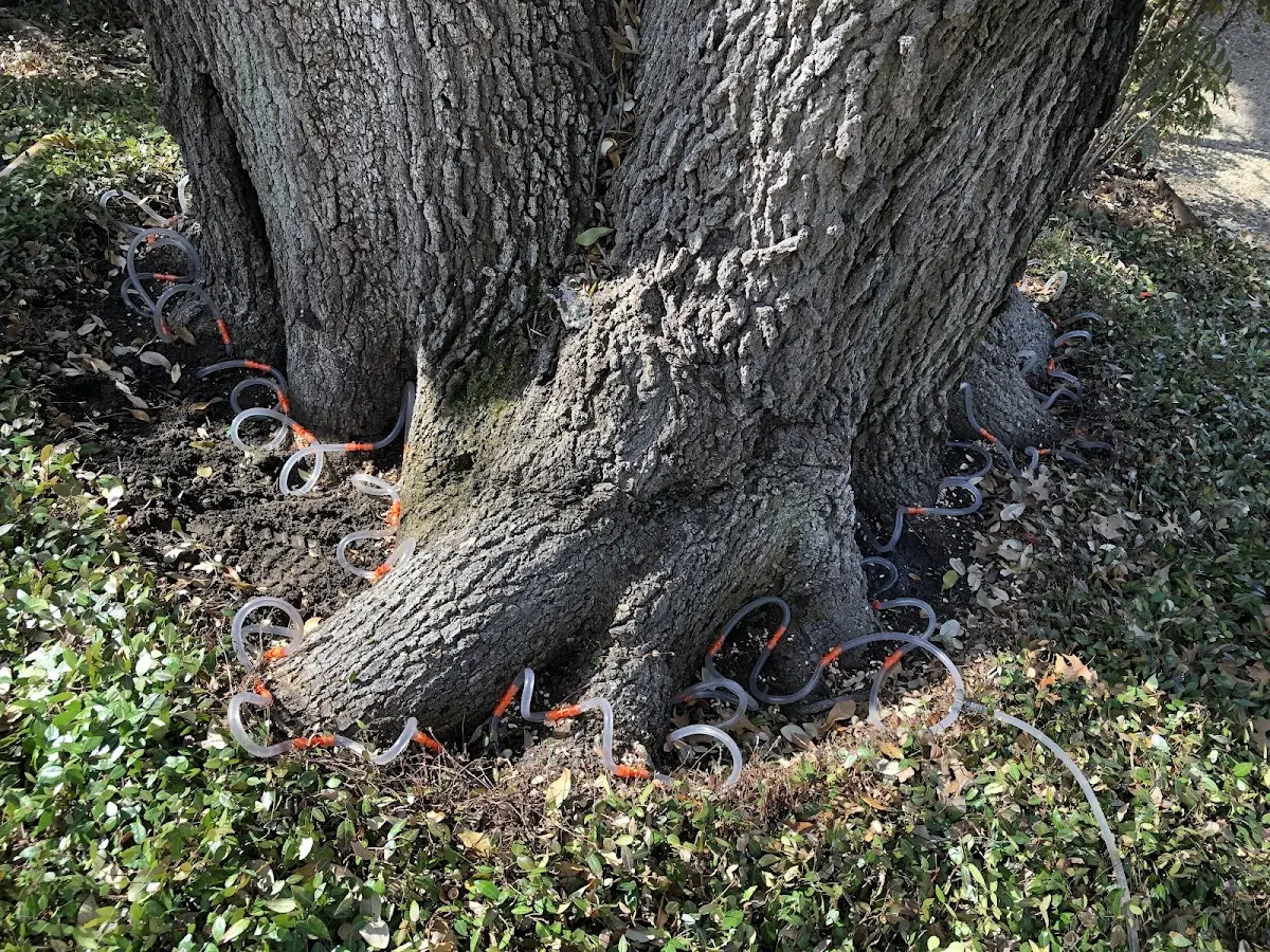 Detailed Tree Cabling and Bracing job site in South Paris
