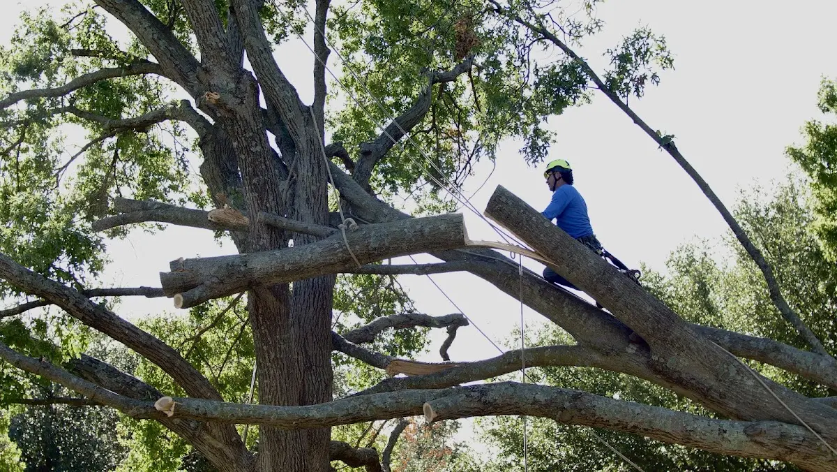 Professional Hazardous Tree Removal performed by certified arborists in South Paris