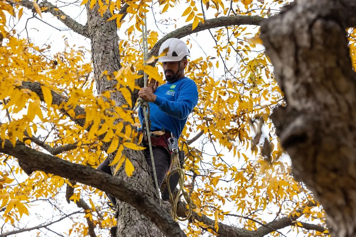 Skilled Tree Planing crew working in South Paris